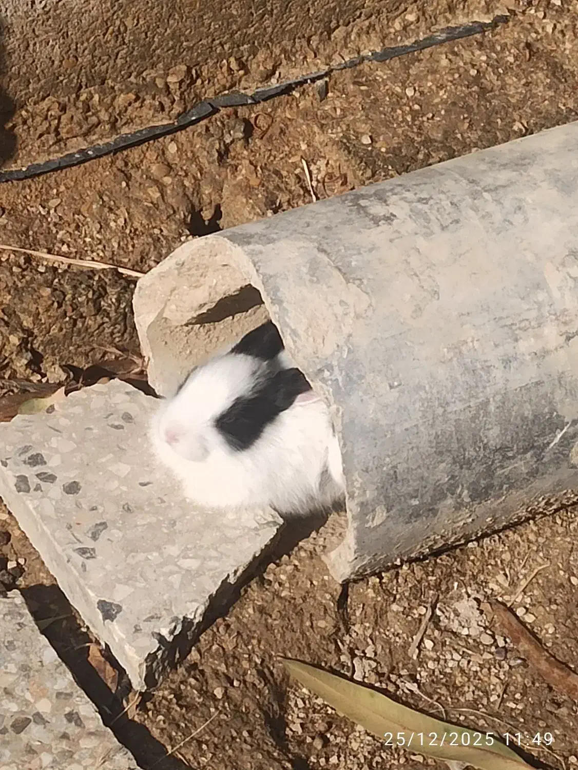 خرگوش|موش و خرگوش|بندر ماهشهر, |دیوار