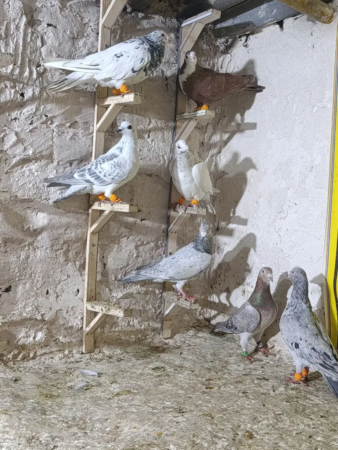 حیوون|پرنده|مشهد, کوی المهدی|دیوار