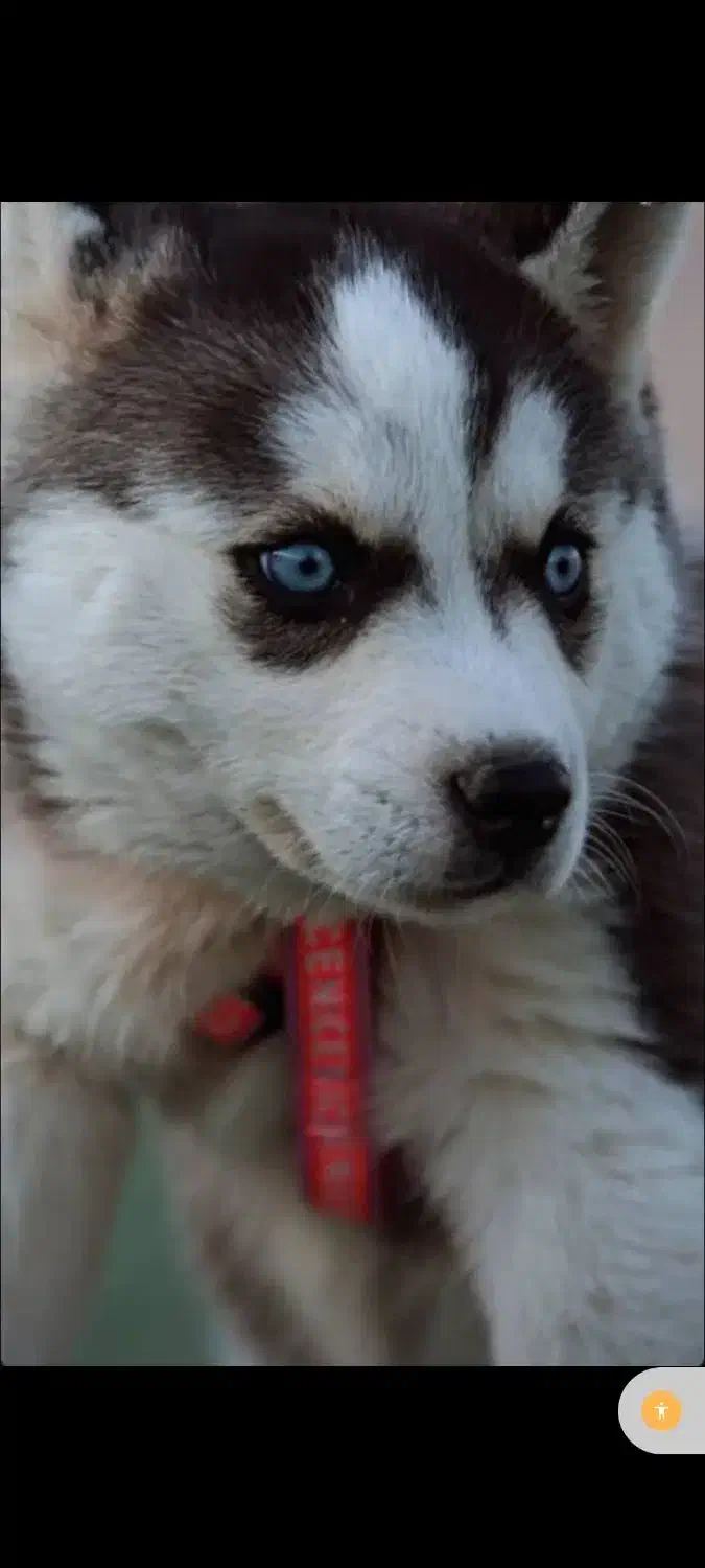 سگ هاسکی|سگ|اردبیل, |دیوار