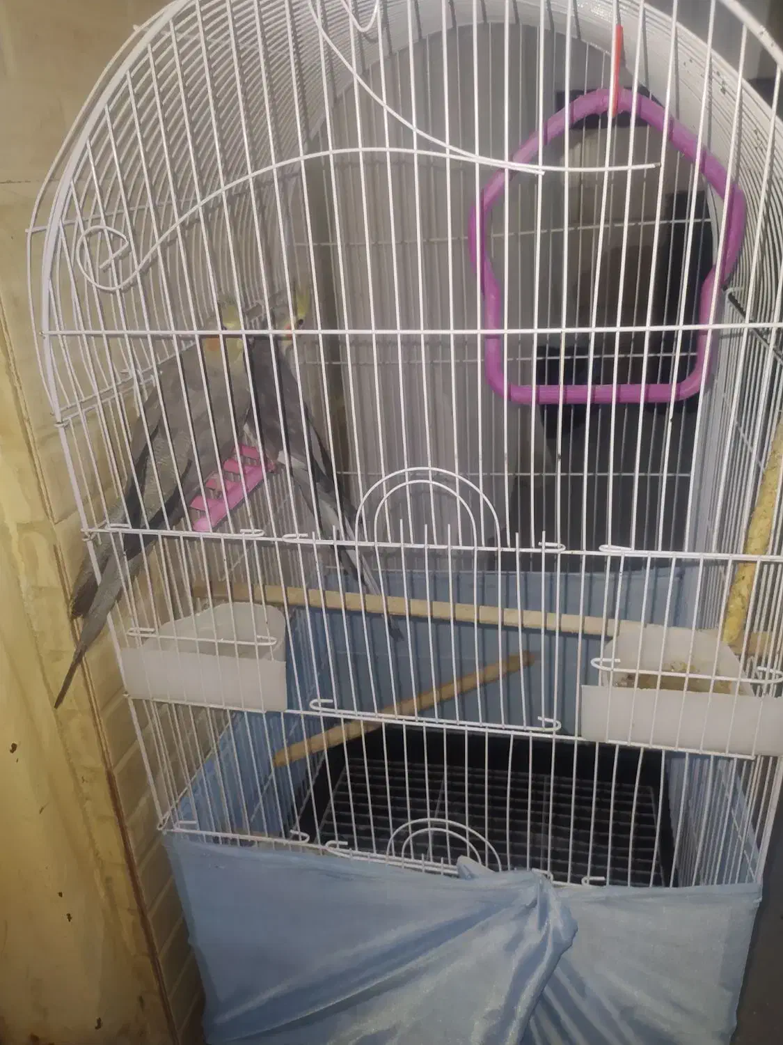 عروس هلندی   باقفس|پرنده|قرچک, صالح آباد|دیوار