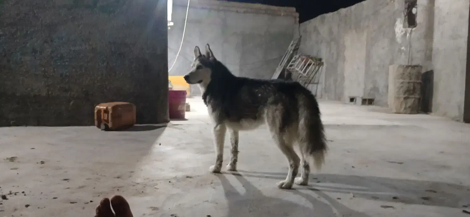 هاسکی|سگ|برازجان, |دیوار