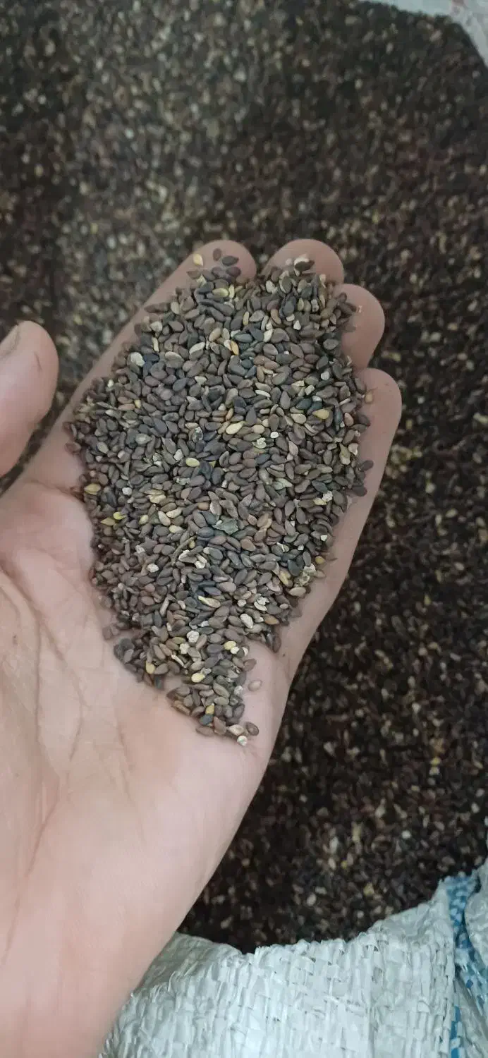 کنجد بوجاری شده|خوردنی و آشامیدنی|شوش, |دیوار