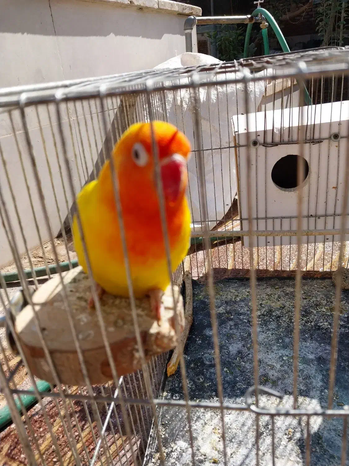 کوتوله ماده زرد  مولد ۴تخم بآ تخم   با تمام وسایل|پرنده|یزد, |دیوار