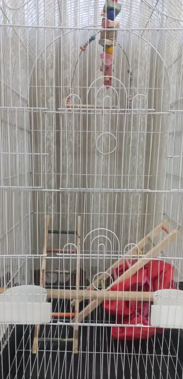 قفس عروس هلندی|لوازم جانبی حیوانات|گرمدره, |دیوار