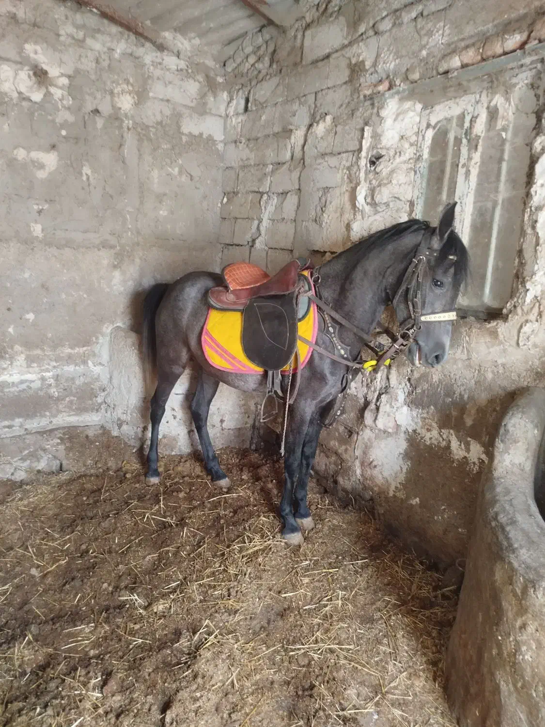 کره مادیان از خان خان سرعین ۳۰ماه|اسب و تجهیزات اسب‌سواری|اردبیل, |دیوار