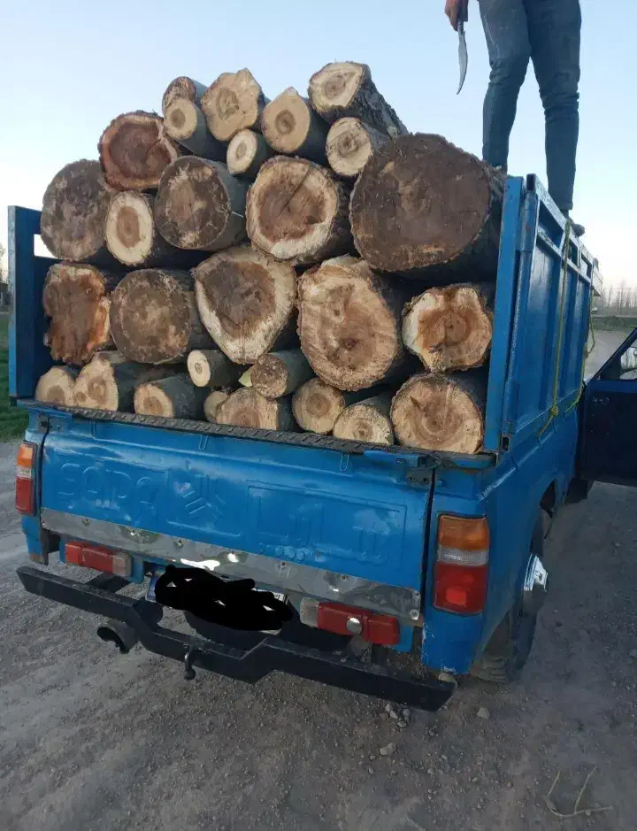 خرید انواع چوب تر و خشک میلانی|خدمات باغبانی و درختکاری|چالدران, |دیوار