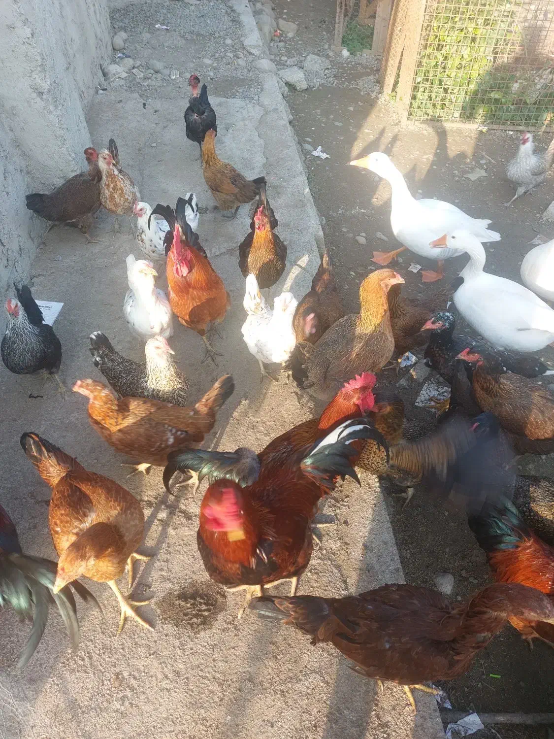 فروش غاز جوان درشت و مرغ و خروس محلی|حیوانات مزرعه|تنکابن, |دیوار