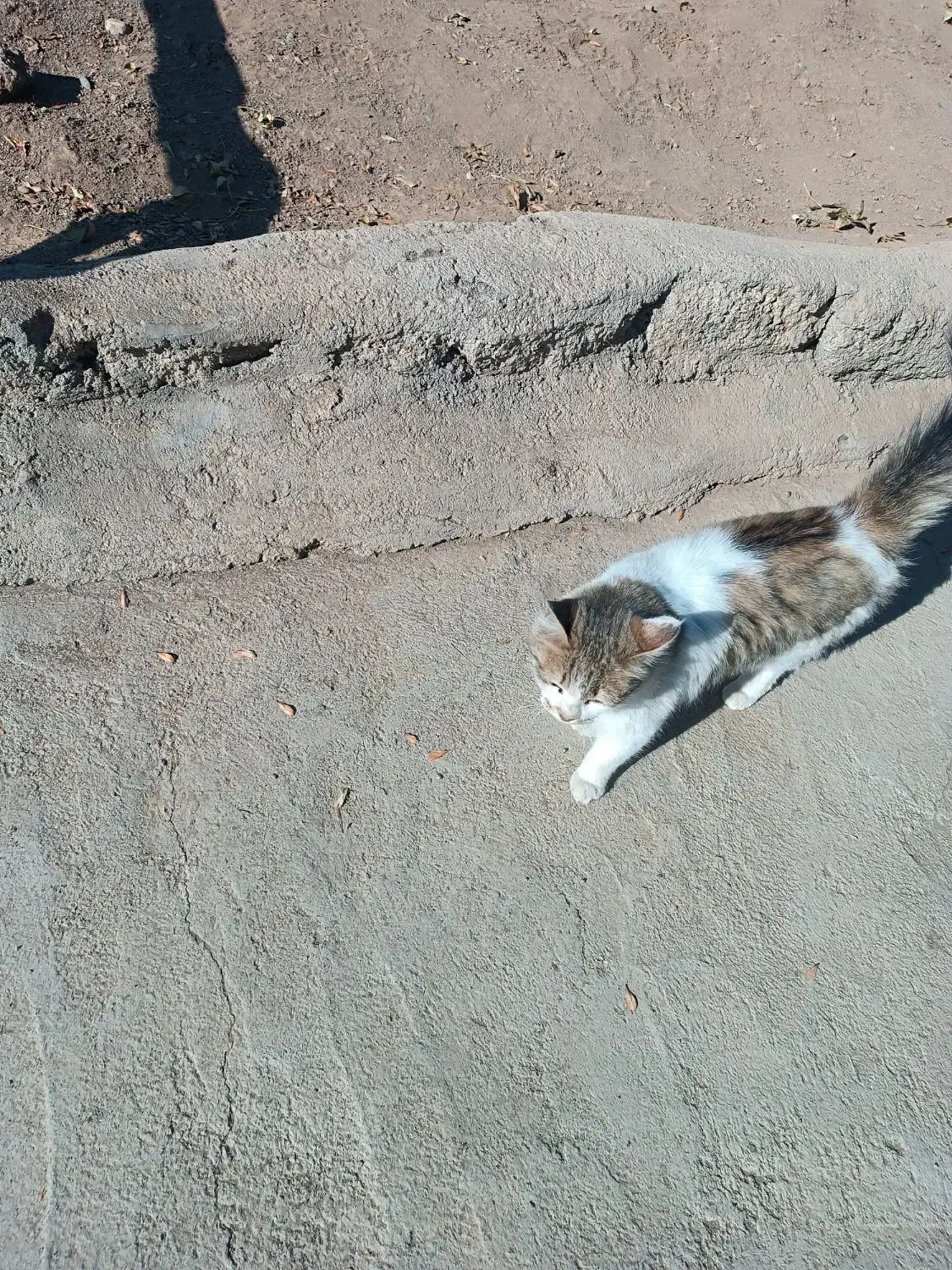 گربه ناز|گربه|سنندج, |دیوار