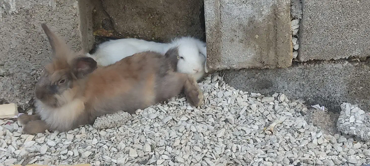 دوعدد خرگوش لوپ|موش و خرگوش|اندیمشک, |دیوار