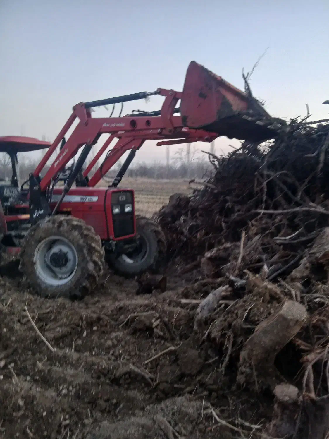 خرید ریشه (کوتوه)|خدمات باغبانی و درختکاری|نوشین شهر, |دیوار