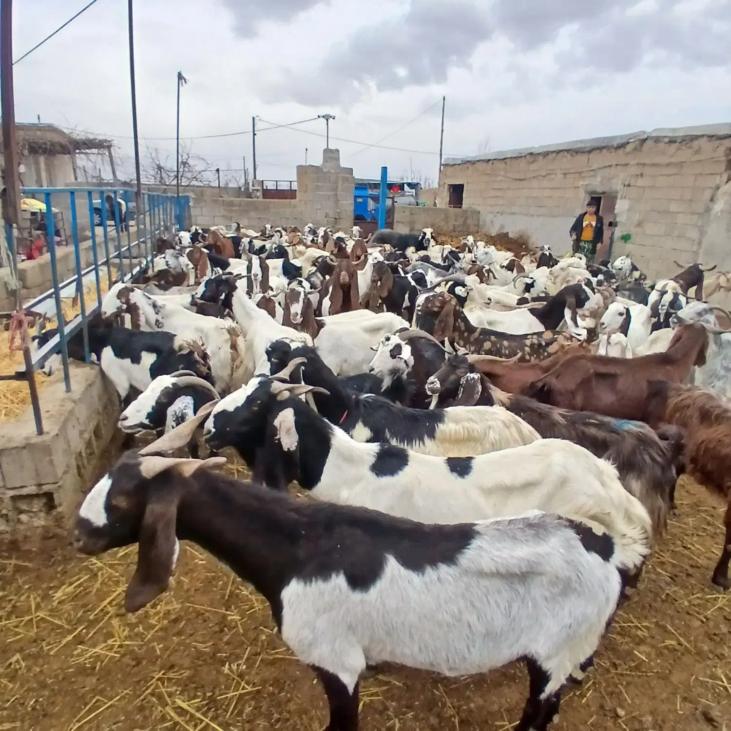 بز داشتی|حیوانات مزرعه|اسفراین, |دیوار