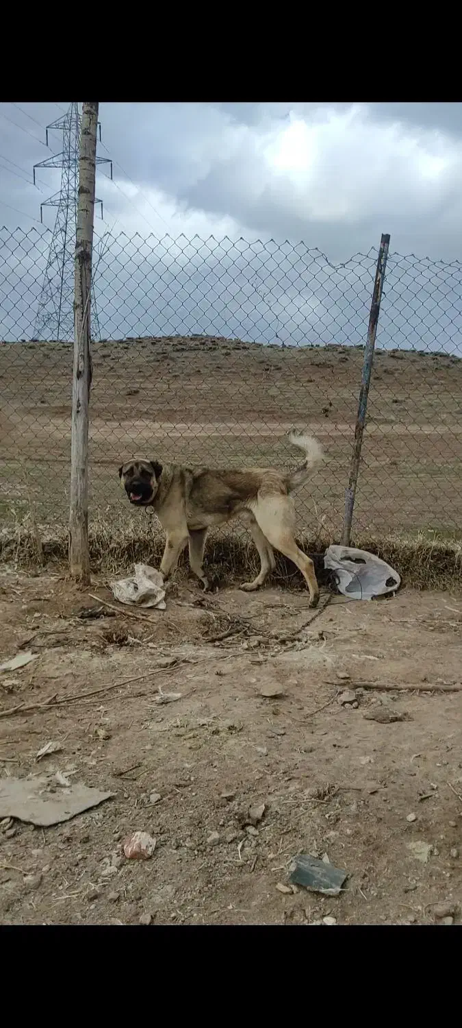 سگ سرابی|سگ|هیر, |دیوار