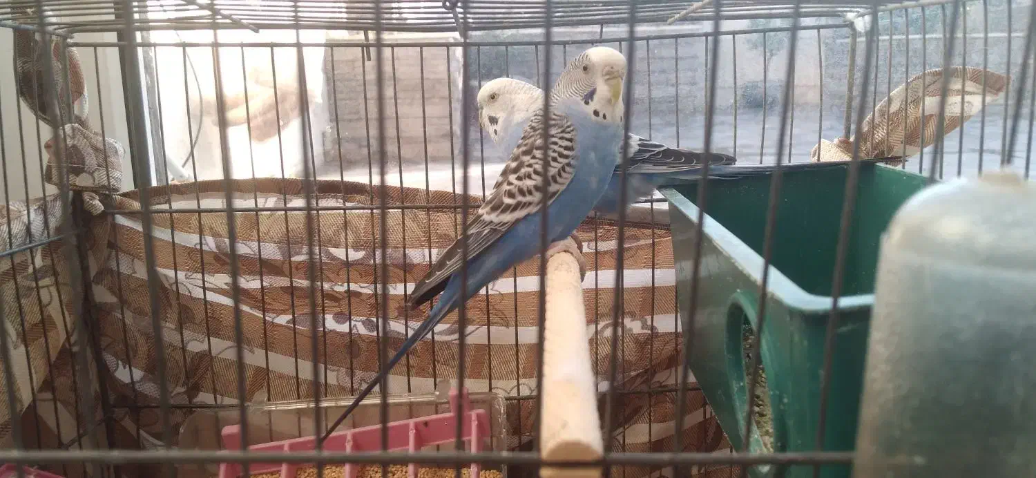 مرغ عشق|پرنده|پردیس, فاز ۲|دیوار