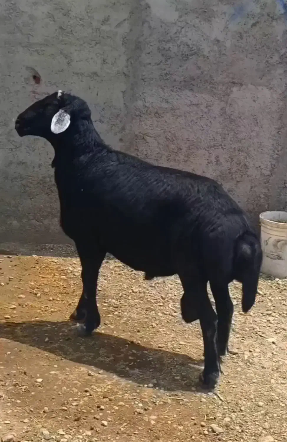 قوچ قره چال اصل موسیم|حیوانات مزرعه|ورزقان, |دیوار