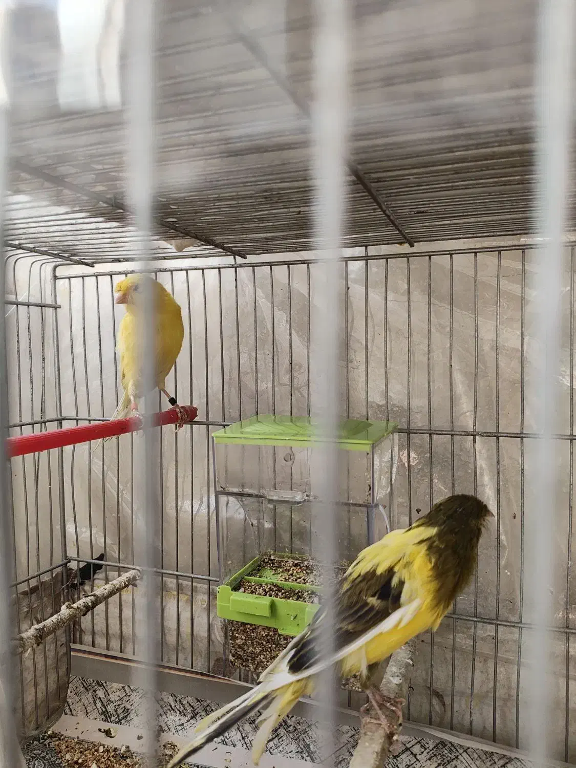 قناری رسمی بلند|پرنده|تهران, امام زاده عبدالله|دیوار