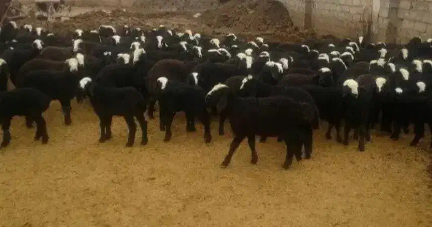 میش اصیل شال|حیوانات مزرعه|قزوین, |دیوار