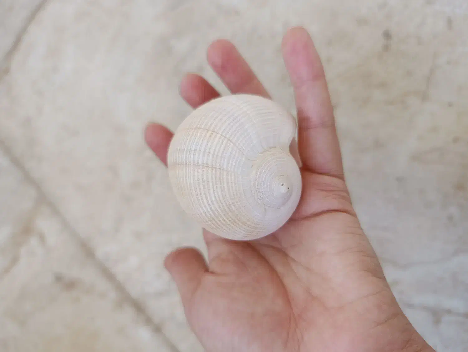 انواع ستاره وصدف دریایی|صنایع دستی و سایر لوازم تزئینی|برازجان, |دیوار