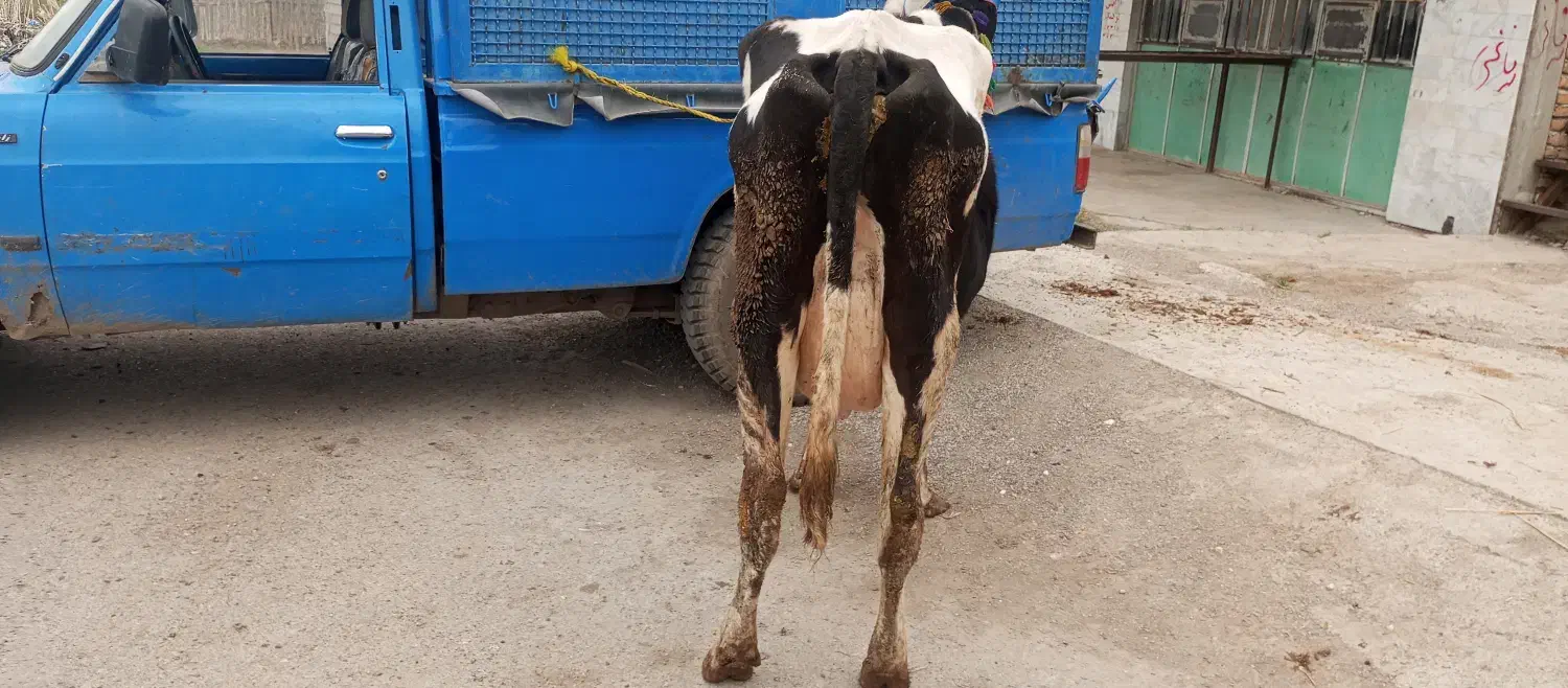 گاوشیری|لوازم جانبی حیوانات|مینودشت, |دیوار