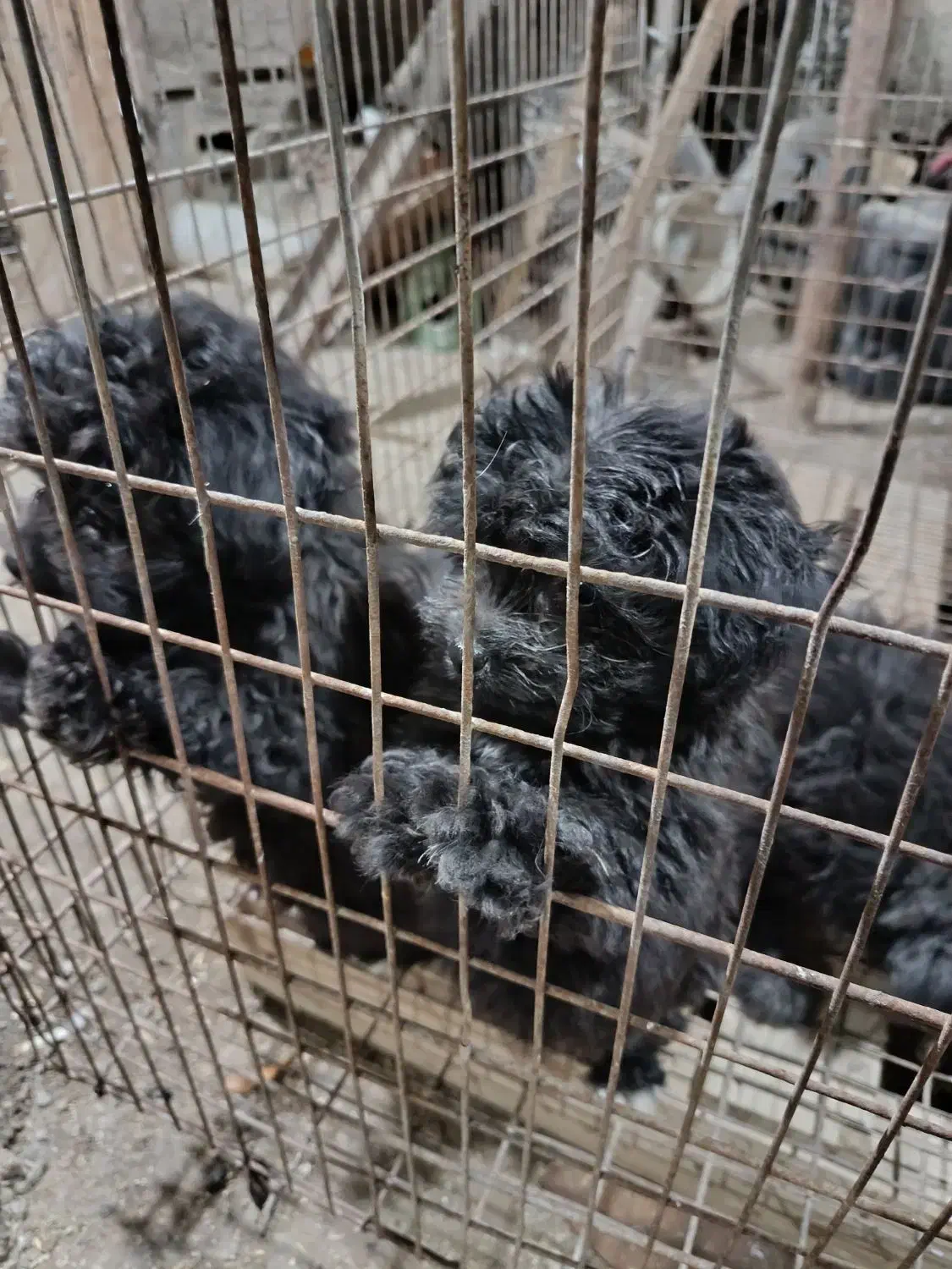 سگ‌پا‌کوتا|سگ|دامغان, |دیوار