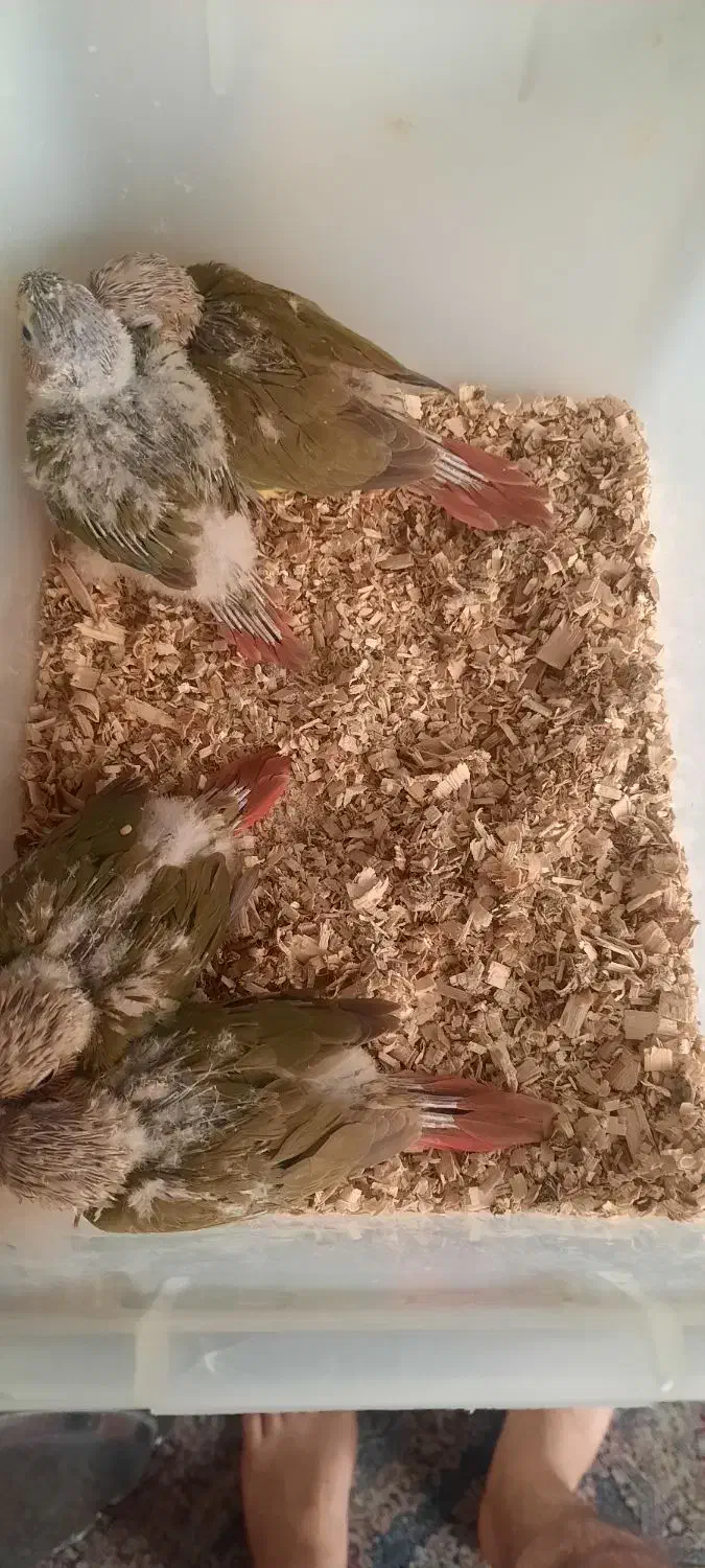 جوجه گیرنچیک|پرنده|مشهد, حجت|دیوار