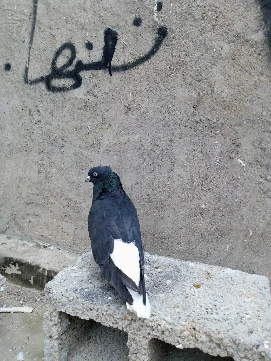 دم سفید|پرنده|شوشتر, |دیوار