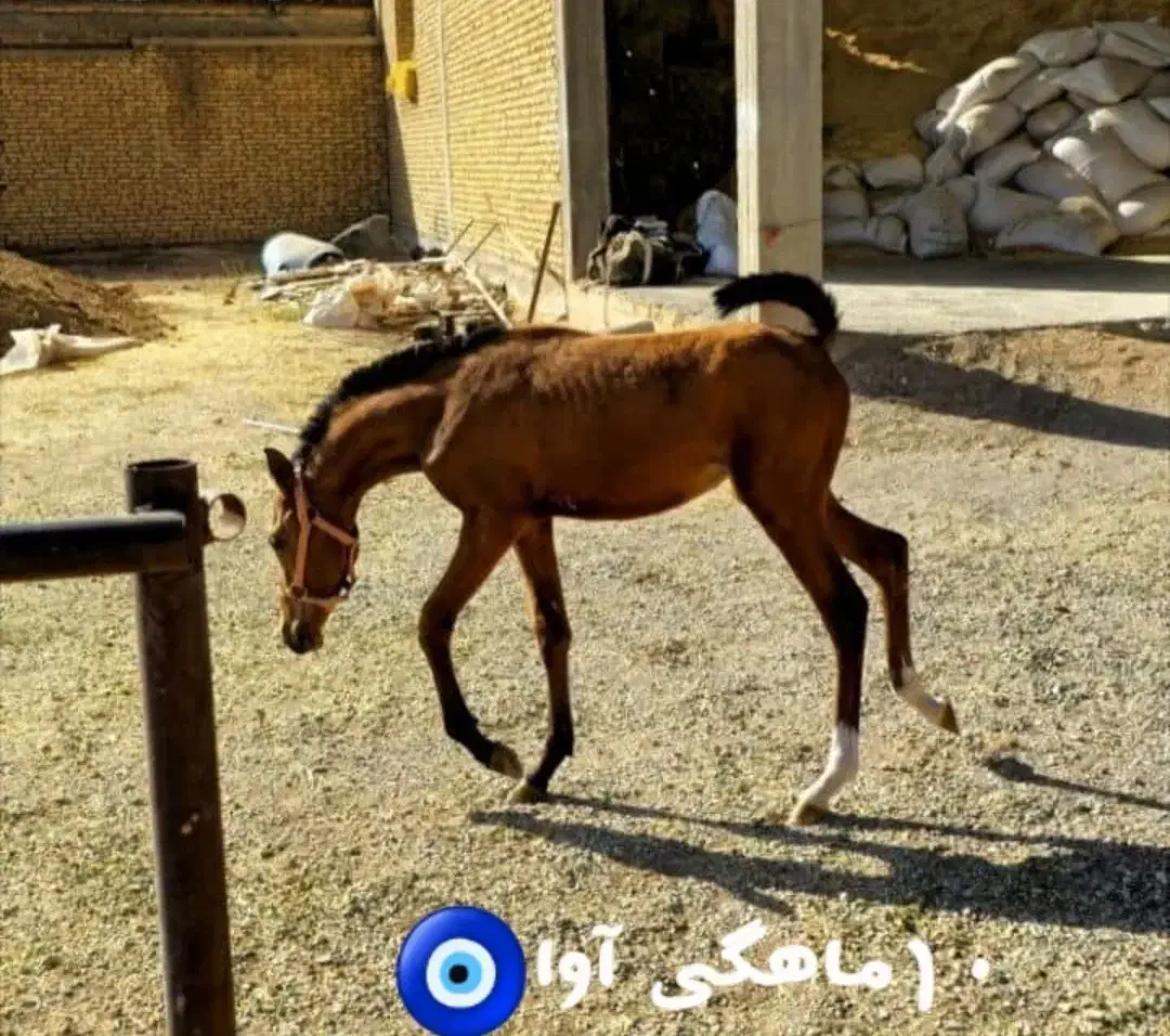 کره مادیان|اسب و تجهیزات اسب‌سواری|شهرکرد, |دیوار