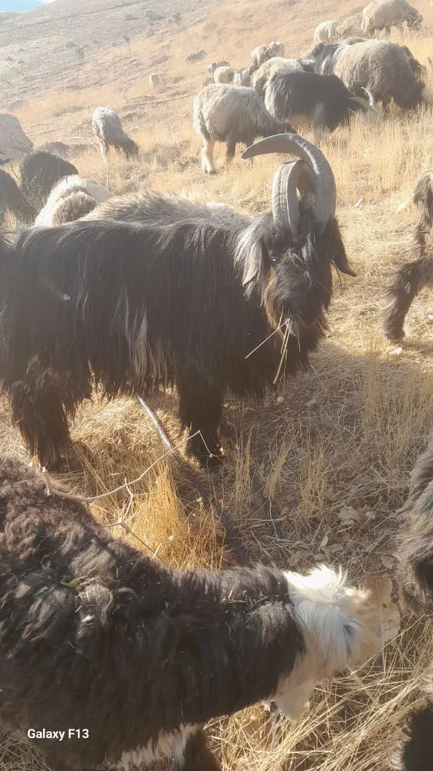 دوبر اصل|حیوانات مزرعه|صمصامی, |دیوار