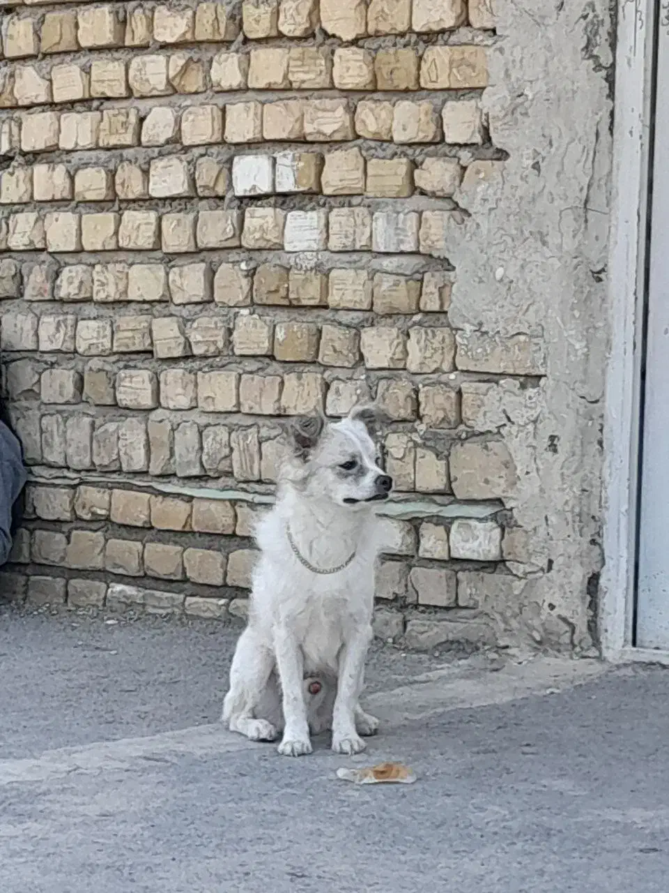 سگ خونگی|سگ|پیشوا, |دیوار