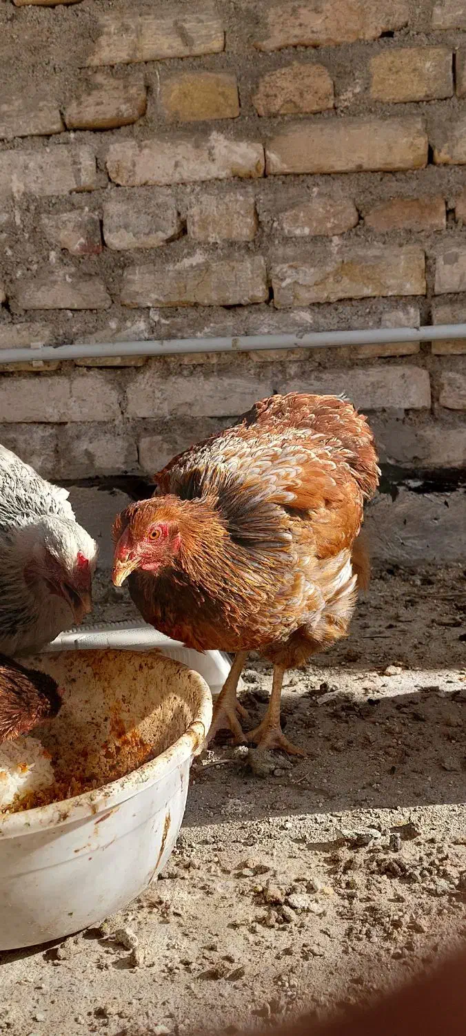 ویاندونت|حیوانات مزرعه|یزد, |دیوار