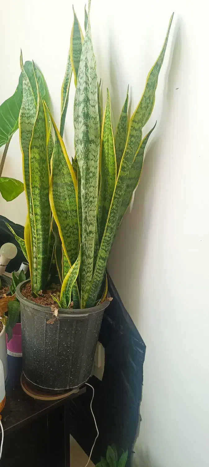 گل سانسوریا وفیکوس بلک|گل و گیاه طبیعی|قدس, شهرقدس|دیوار