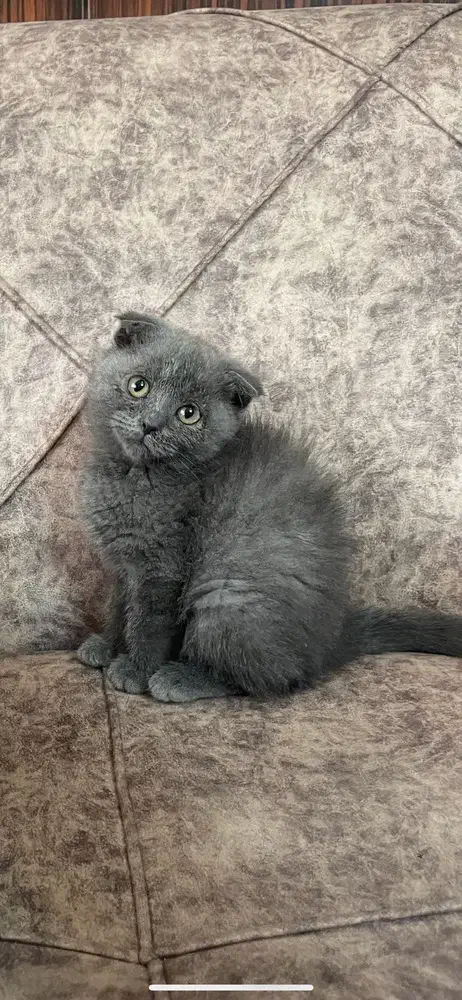 پت آپارتمانی اسکاتیش|گربه|آمل, |دیوار