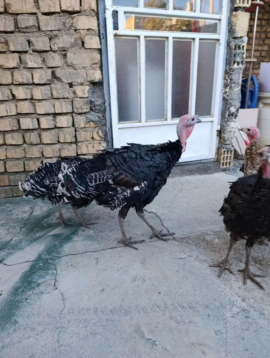 بوقلمون|حیوانات مزرعه|کوهدشت, |دیوار