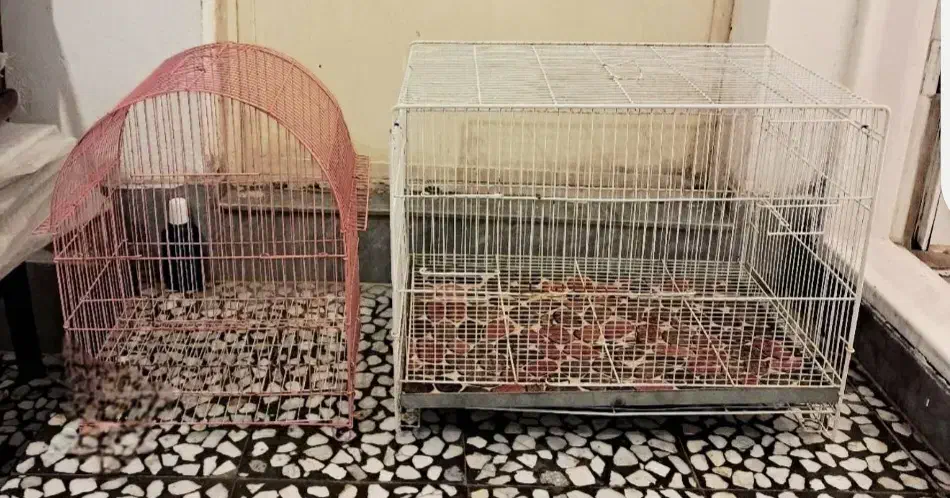 ۲ عدد قفس پرنده زینتی ب|لوازم جانبی حیوانات|آمل, |دیوار