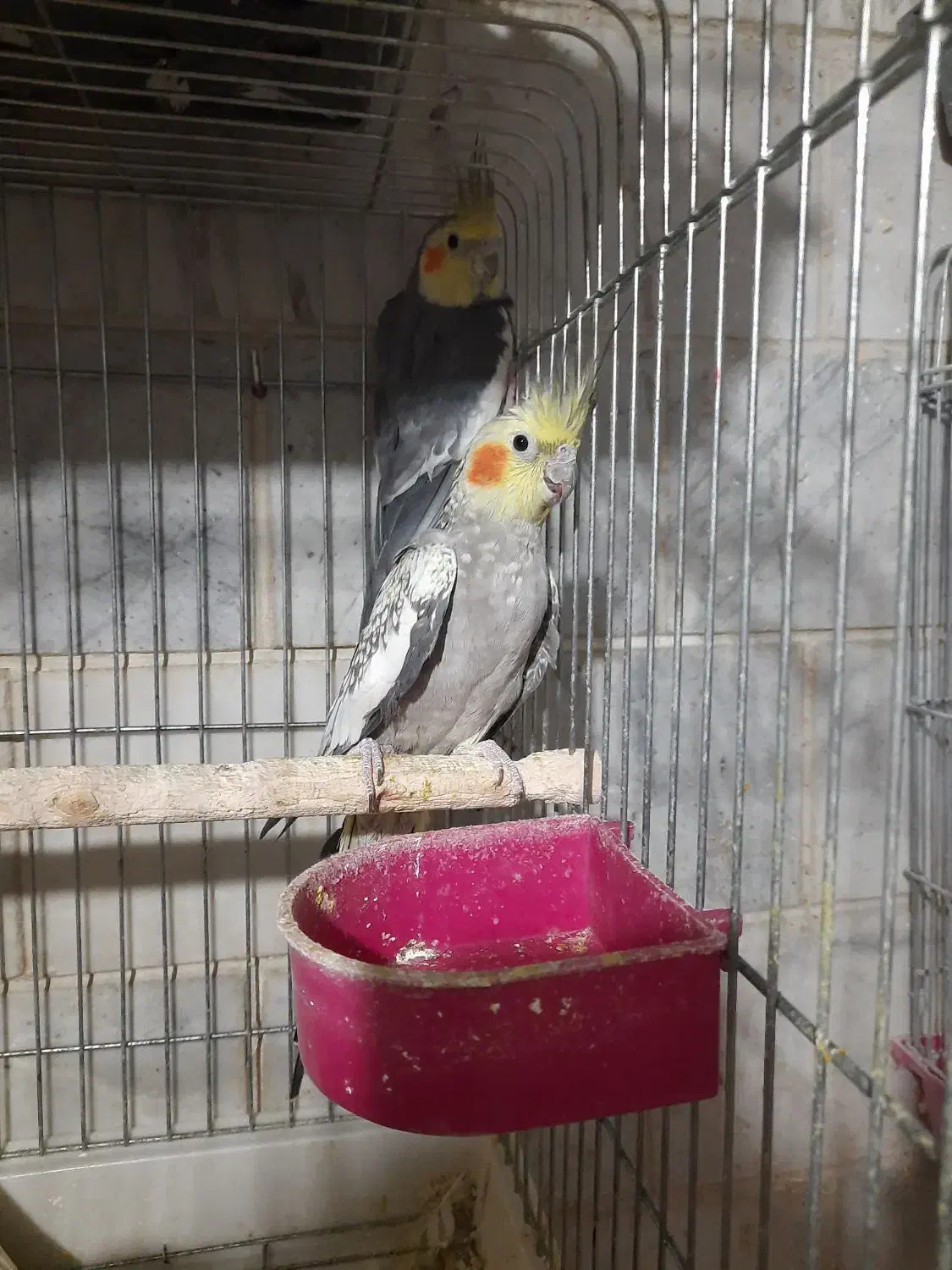 عروس هلندی گلباقالی جفت خورده|پرنده|محمدشهر, جعفرآباد|دیوار