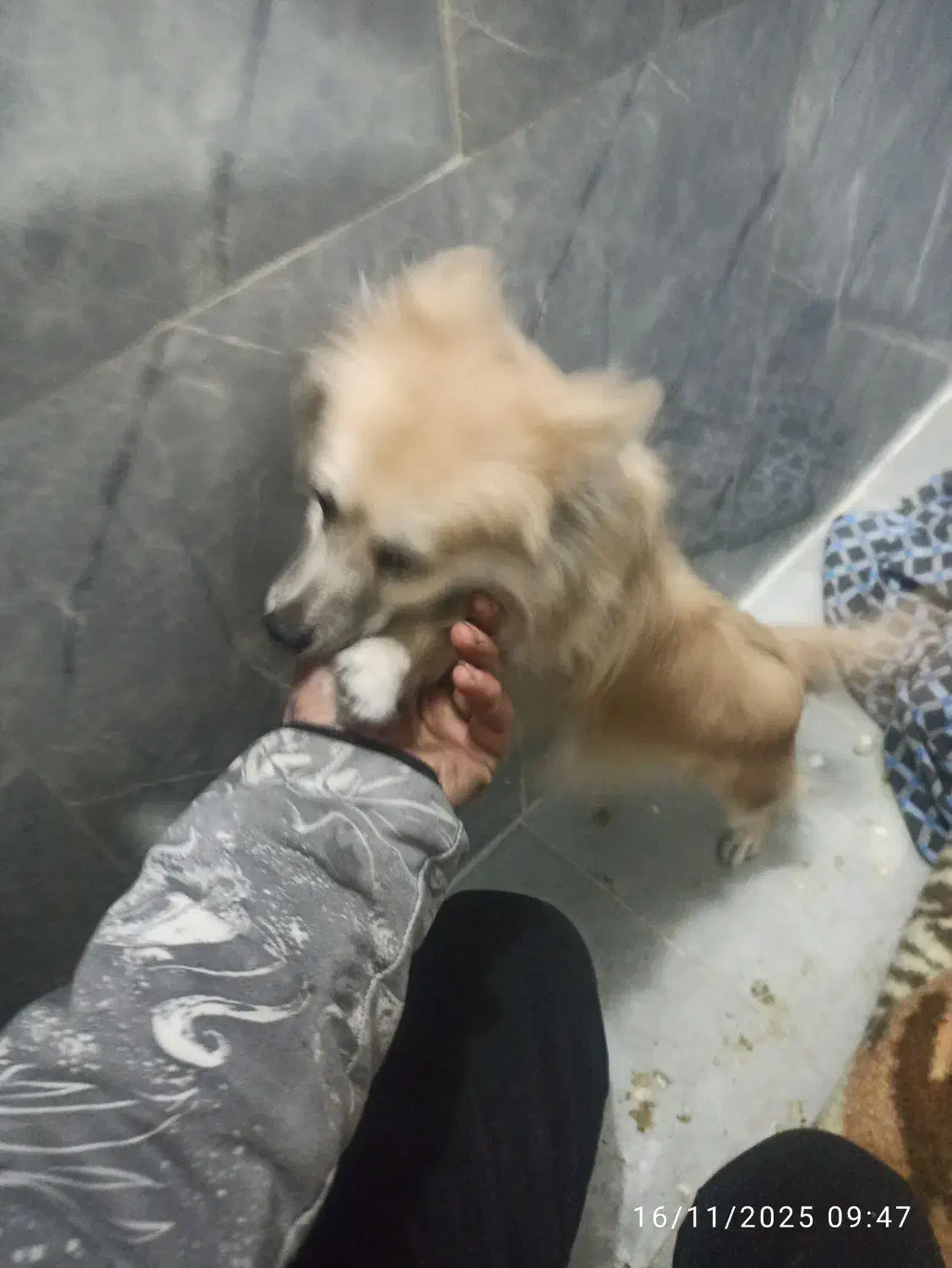 واگذارسگ ماده|سگ|باقرشهر, |دیوار