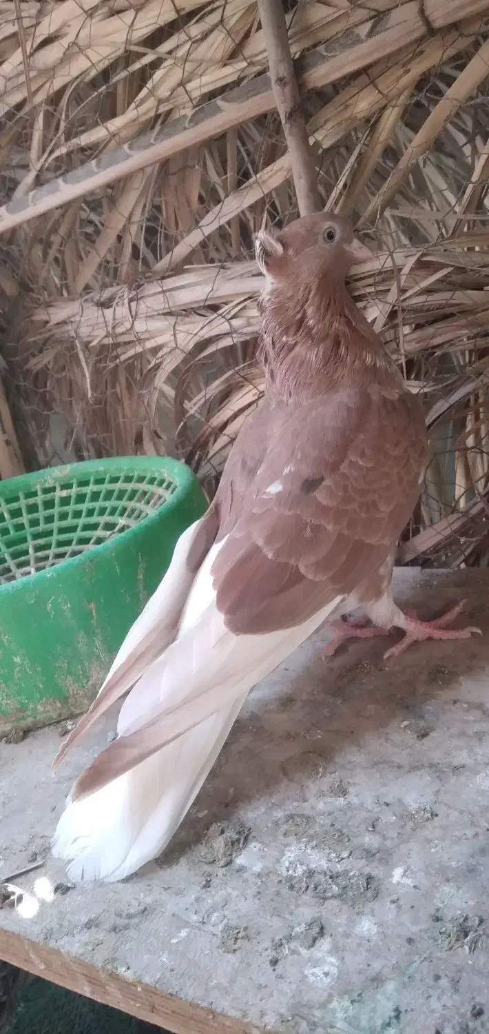 آبادنی|پرنده|عنبرآباد, |دیوار