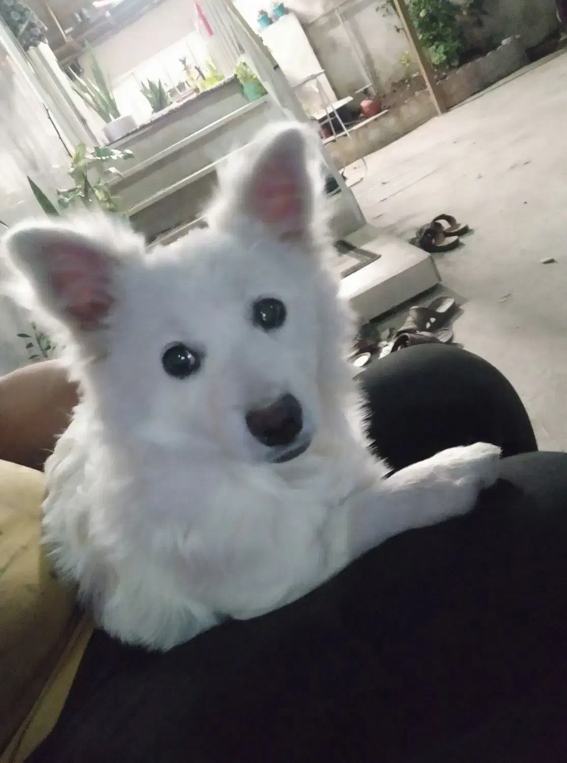 سگ پا کوتاه|سگ|لاهیجان, بازکیاگوراب|دیوار