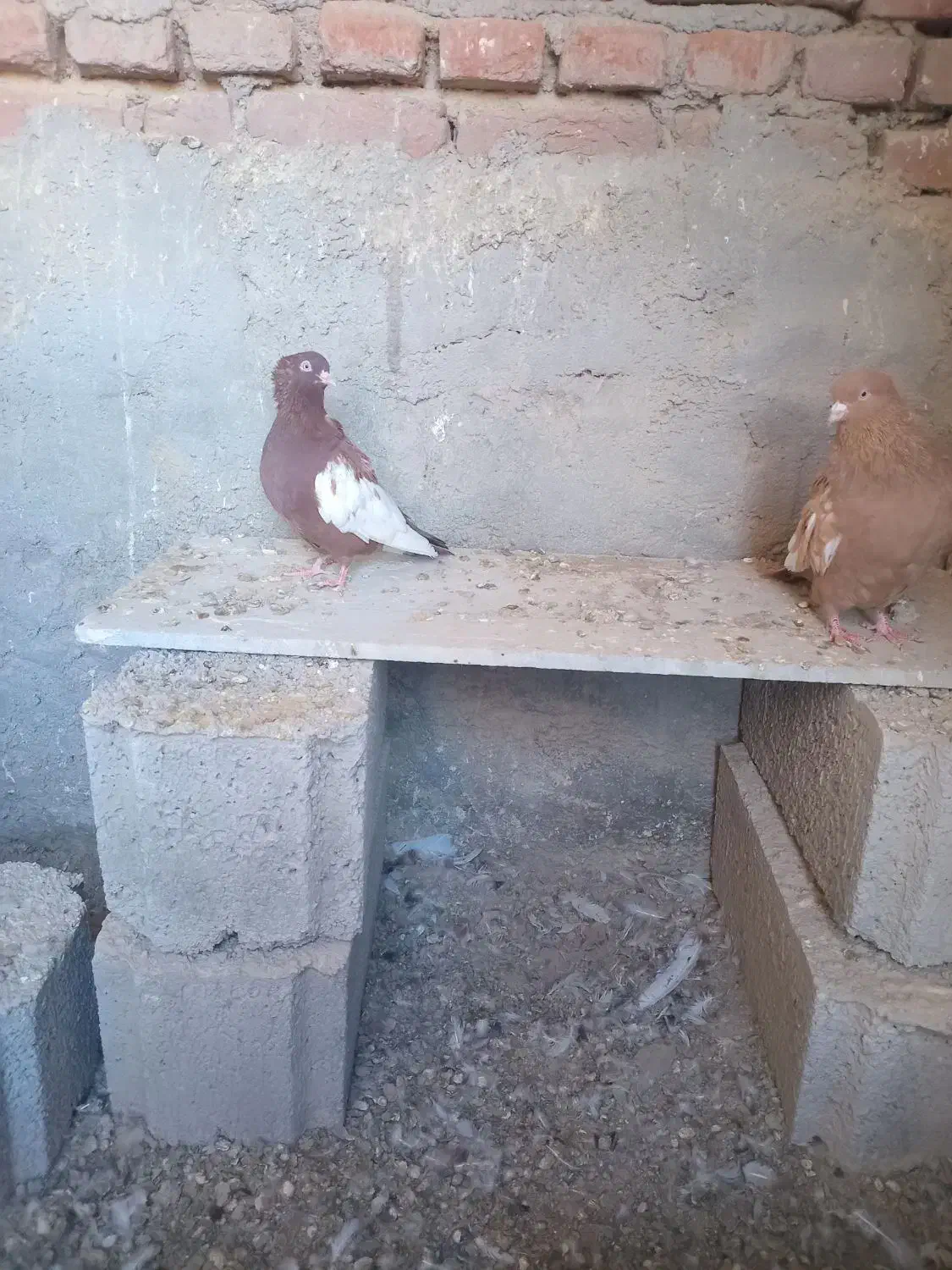 کبوتر سینه ای|پرنده|آذرشهر, |دیوار