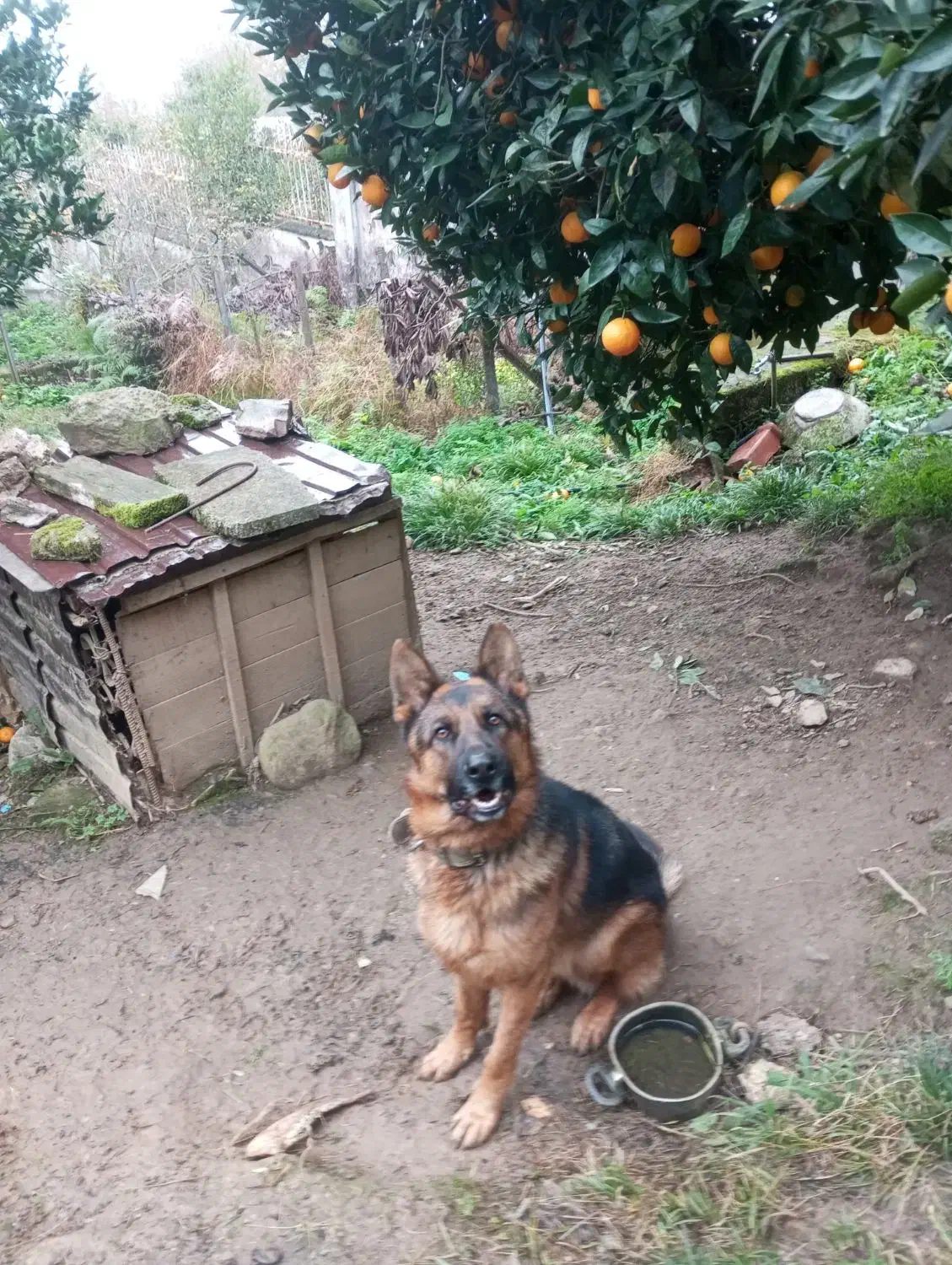 سگ ژرمن موکوتاه|سگ|رامسر, |دیوار