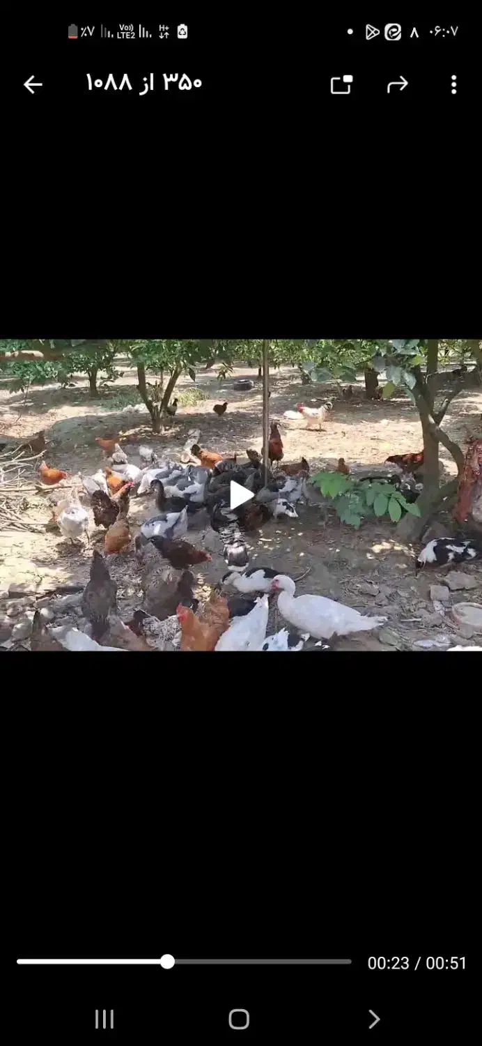 غاز ،خروس،اردک محلی(پر شده)|حیوانات مزرعه|تهران, گرگان|دیوار