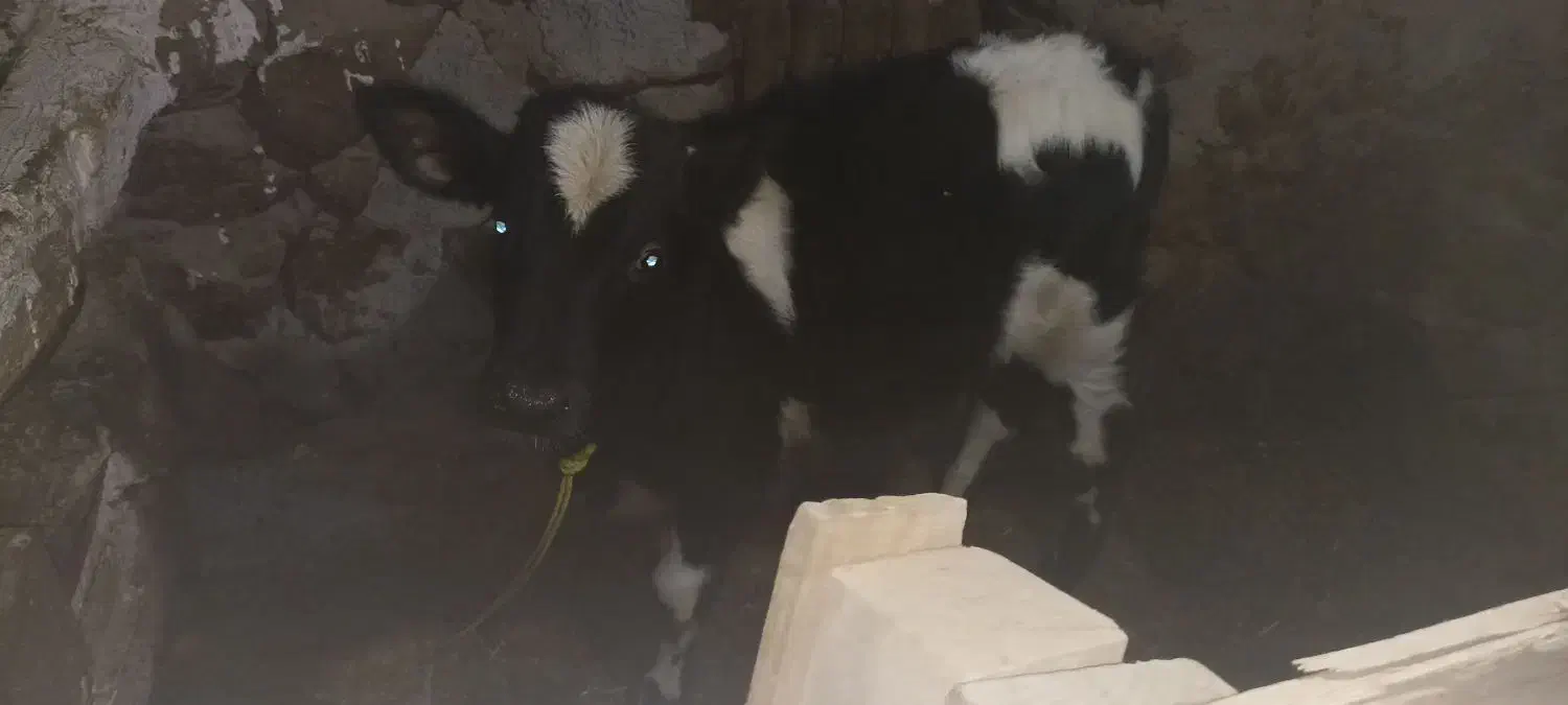 گاو وگوساله|حیوانات مزرعه|دهگلان, |دیوار