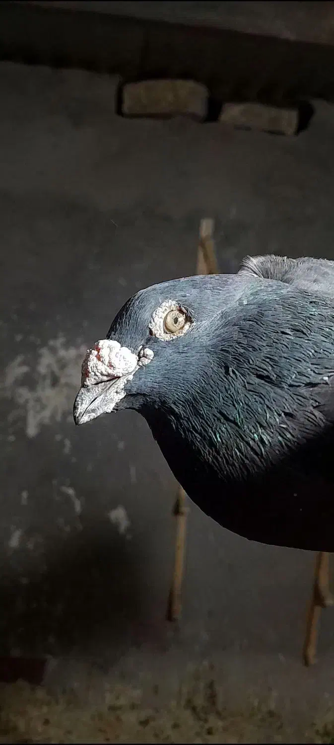 کبوتر زاغ نر دوچشم زات دار|پرنده|زابل, |دیوار