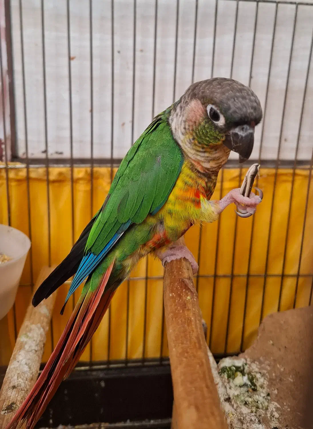 طوطی گرینچیک|پرنده|کرج, شاهین‌ویلا|دیوار