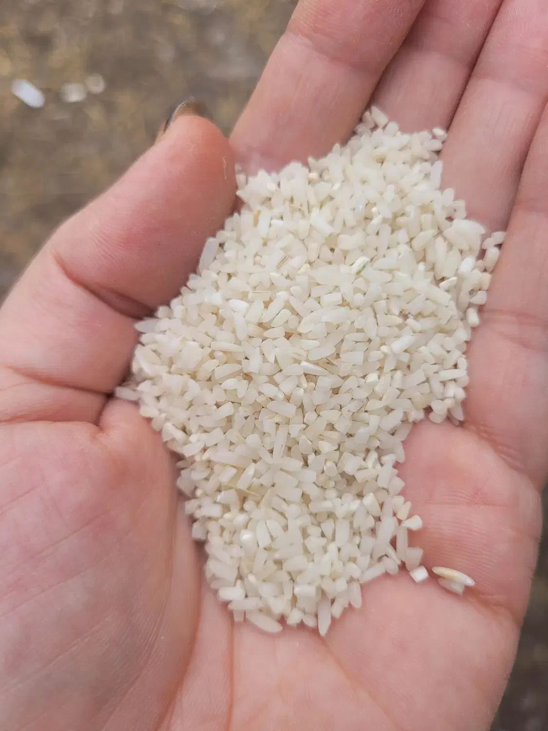 برنج هاشمی وبرنج نیم دانه سورتینگ  شده هاشمی|خوردنی و آشامیدنی|لاهیجان, کوی آزادگان|دیوار