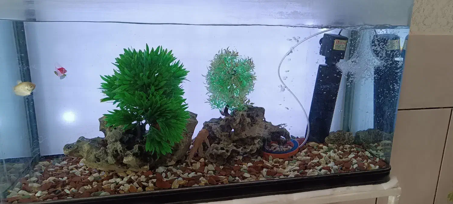 آکواریم|ماهی|سیرجان, |دیوار