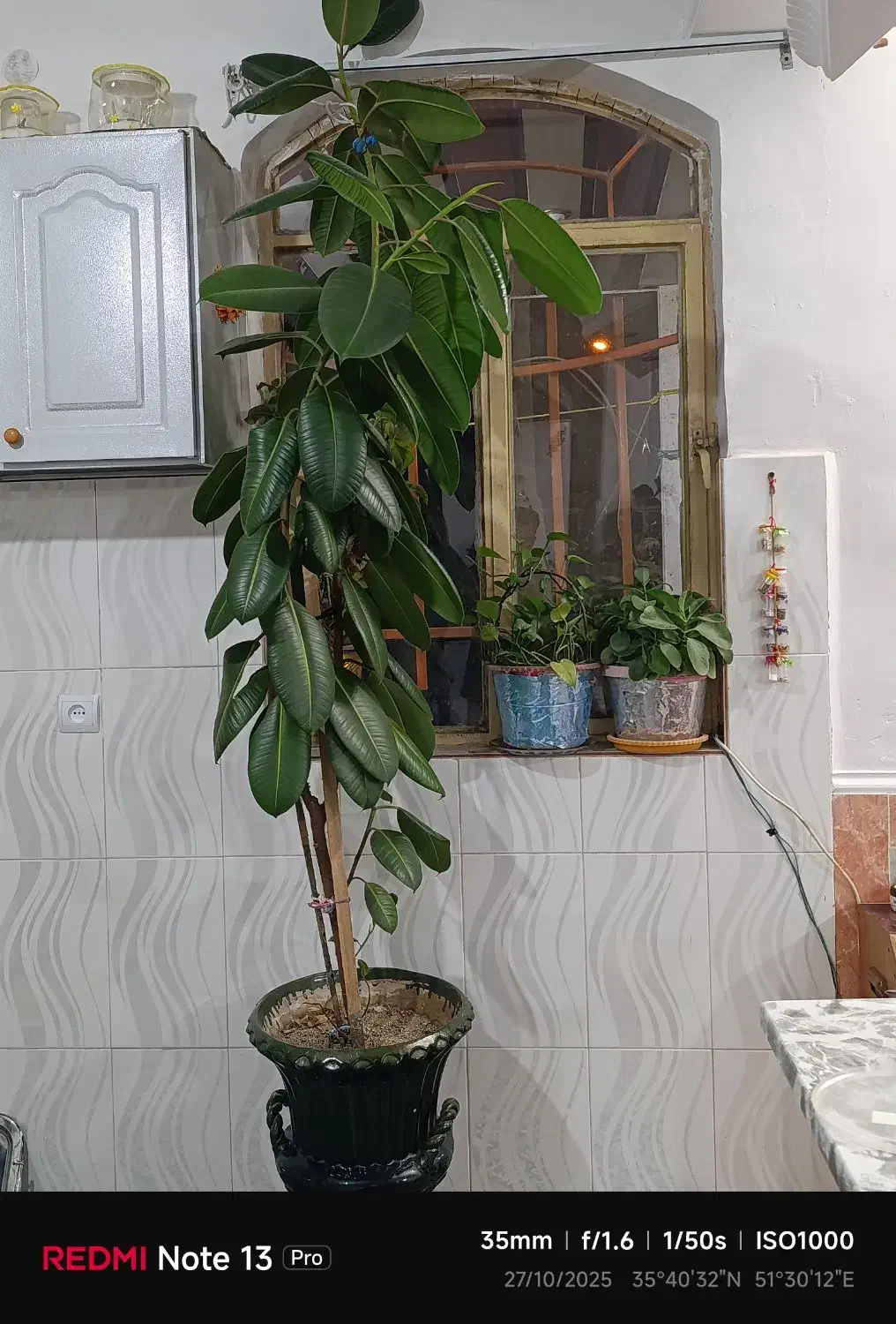 گل تزیینی طبیعی|گل و گیاه طبیعی|اشترینان, |دیوار