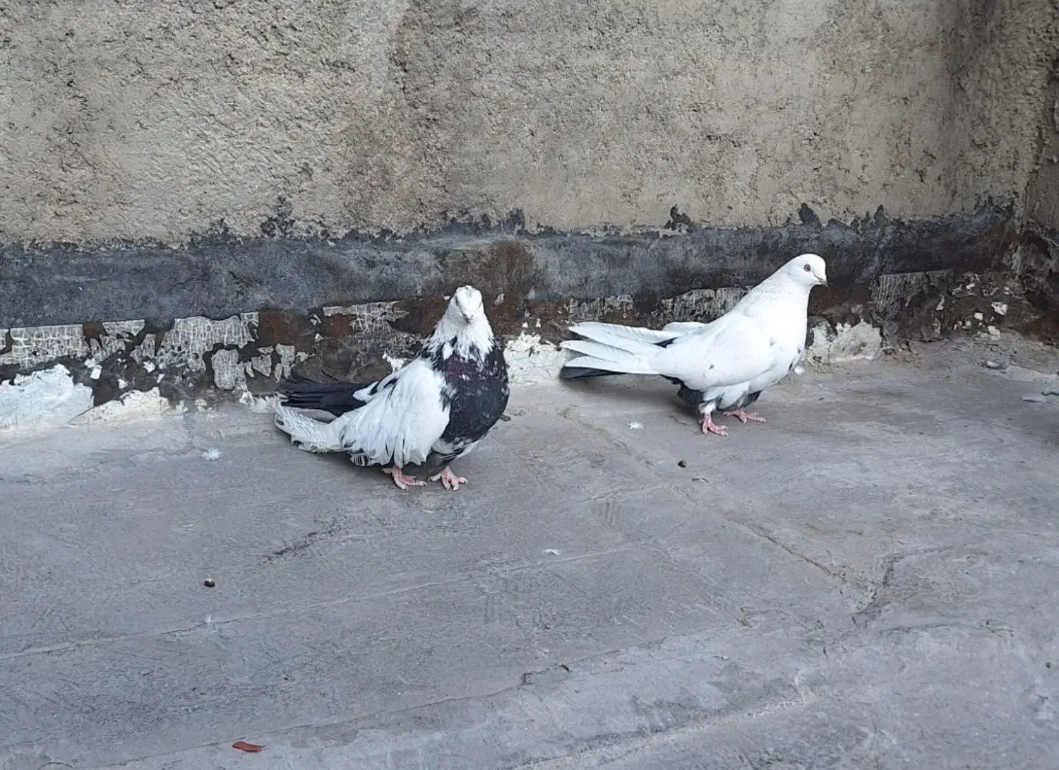 کبوتر  فروشی ذمبی|پرنده|میانه, |دیوار