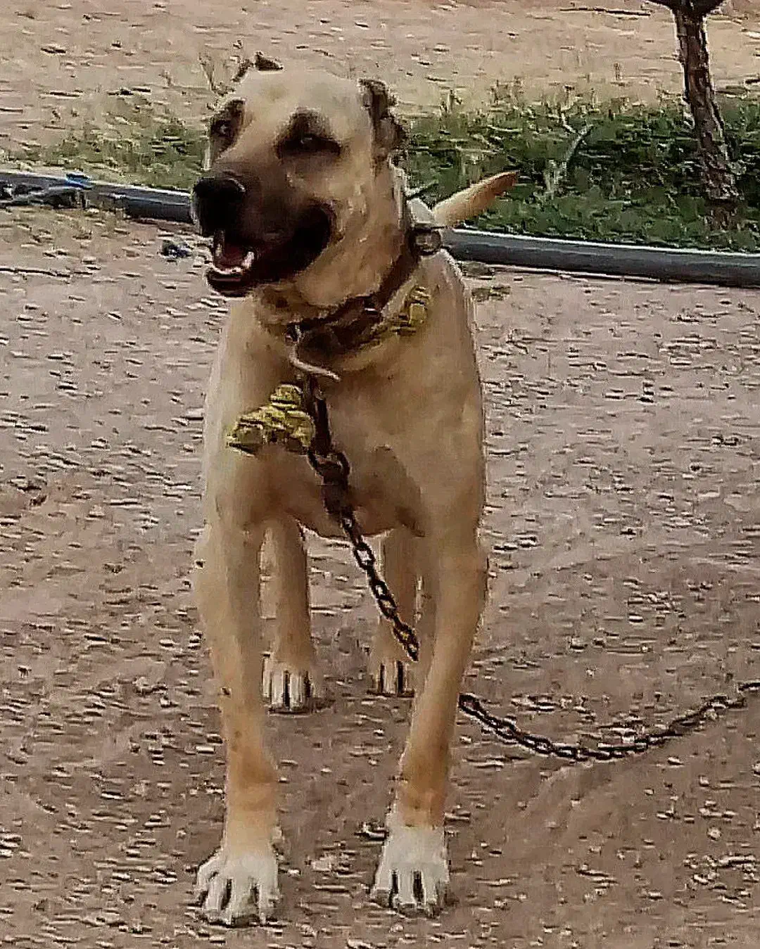 سگ سرابی نگهبان|سگ|کندوان, |دیوار