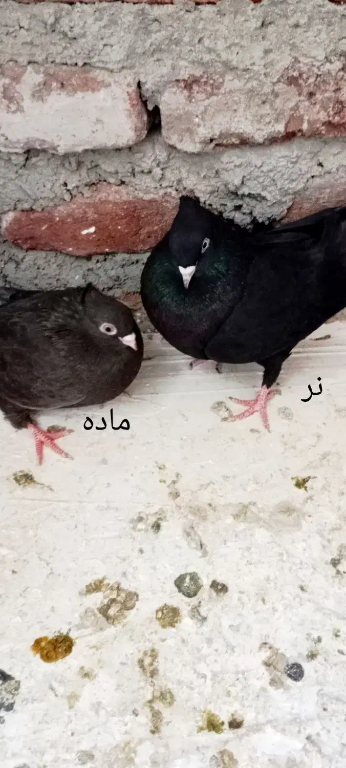 یک جفت زاغ آبادان جوان|پرنده|مراغه, |دیوار