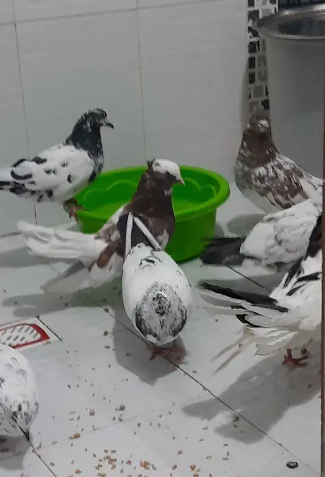 کبوتر|پرنده|سرپل ذهاب, |دیوار